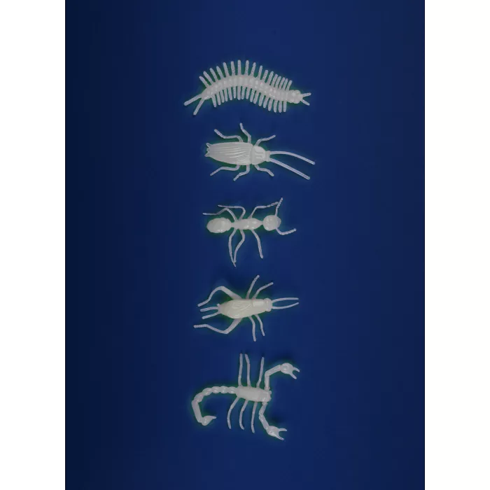 5 insectes phosphorescents | Les petites merveilles – Image 3
